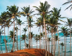 Aluthgama to Whale Watching and Mirissa Coconut Hill Day Tour