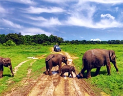 Ahangama to Udawalawe Safari with Ella