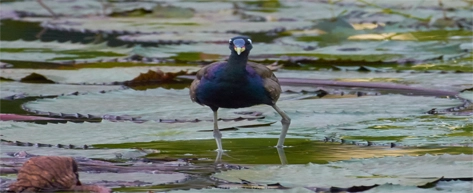 Anawilundawa Wetland Sanctuary