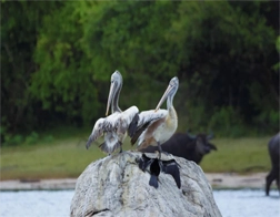 Arugam Bay to Kumana National Park Day Tour