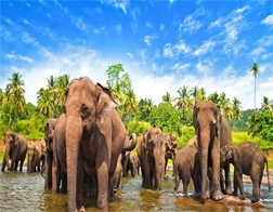 Arugam Bay to Udawalawe National Park Day Tour