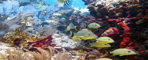 bar reef marine sanctuary