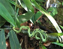 Bentota to Sinharaja Rainforest Day Tour