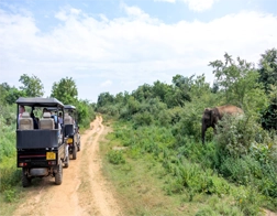 Bentota to Udawalawe National Park & Ella Day Tour