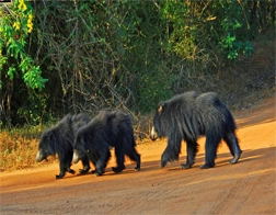 Bentota to Yala National Park & Ella Day Tour