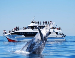 Beruwala to Whale Watching & Mirissa Coconut Hill Day Tour