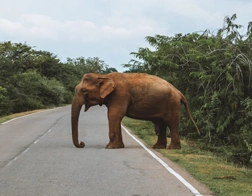 Beruwala to Yala National Park & Ella Day Tour