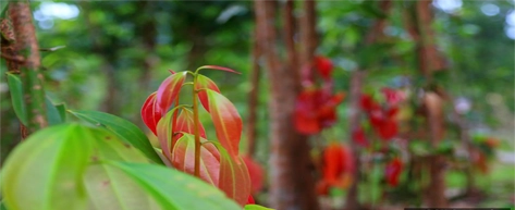 Cinnamon Plantations & Village