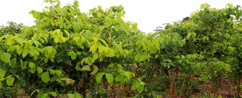 Cinnamon Plantations & Village Life