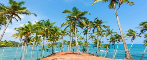 Coconut Tree Hill - Mirissa