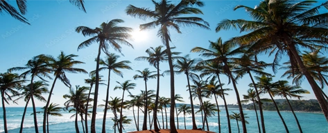 Coconut Tree Hill