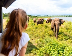 Dambulla to Minneriya, Kaudulla & Hurulu Eco Park Day Tour