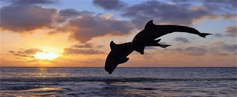 Dolphin Watching Tour