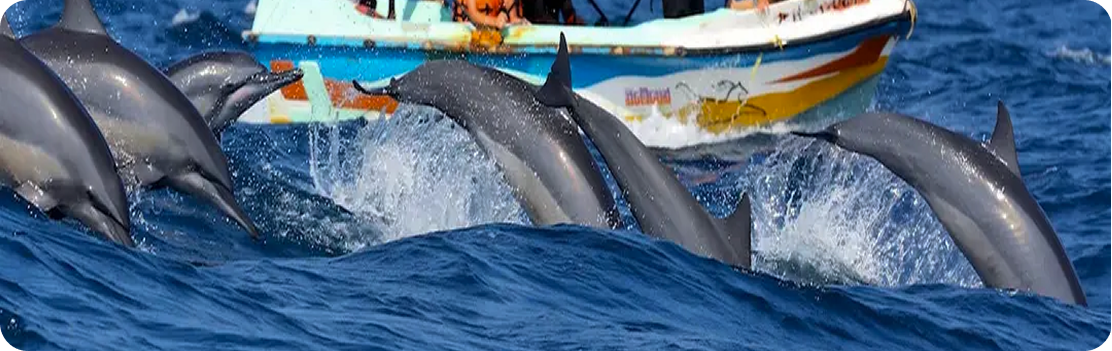 Dolphin and Whale Watching in Kalpitiya Lagoon