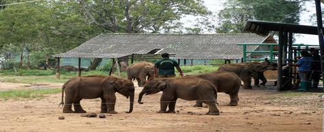 Elephant Transit Home – Udawalawe