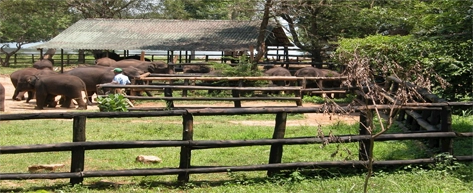 Elephant Transit Home - Udawalawe