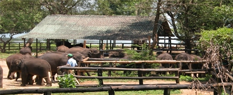 Elephant Transit Home