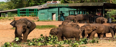 Elephant Transit Home