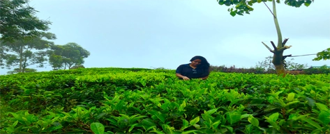 Ella Tea Plantations & Factories
