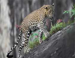 Ella to Udawalawa Safari Day Tour