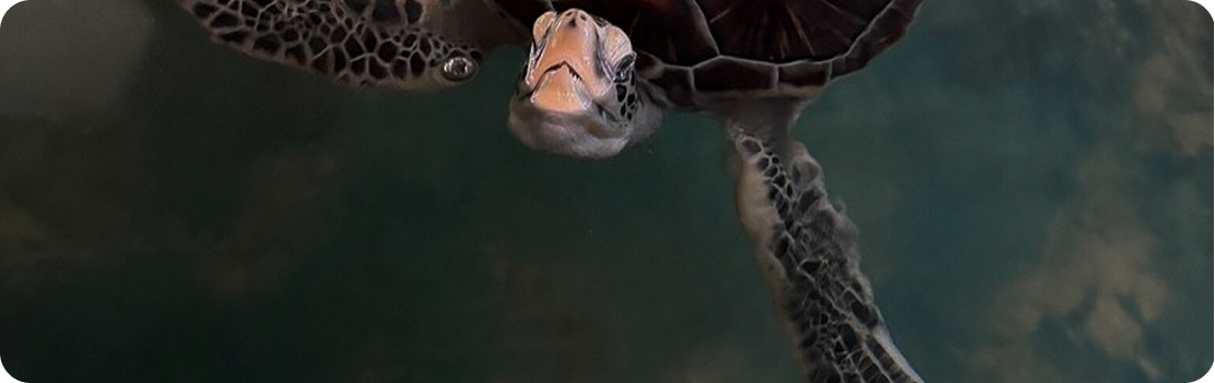 Galbokka Sea Turtle Conservation