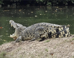 Galle,Bentota River Safari