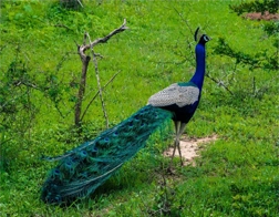 Galle to Udawalawe National Park & Ella Day Tour