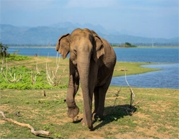 Galle to Udawalawe National Park Day Tour