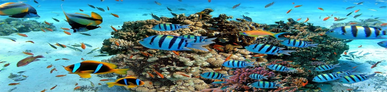 Hikkaduwa Beach & Coral Sanctuary