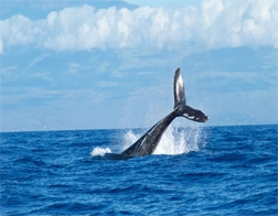 Hikkaduwa to Whale Watching & Mirissa Coconut Hill Tour