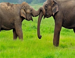 Hiriketiya to Ella Day Tour