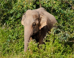 Hiriketiya to Udawalawe National Park & Ella Day Tour