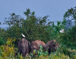 Hiriketiya to Udawalawe National Park Tour