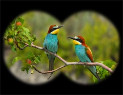 Hiriketiya to Yala National Park & Ella Day Tour