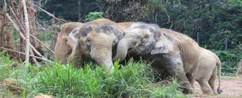 Hurulu Eco Park