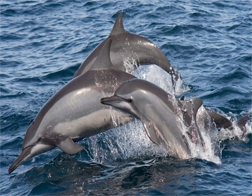 Kalpitiya to Dolphin and Whale Watching – Day Tour