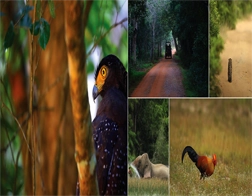 Kalpitiya to Wilpattu National Park Day Tour