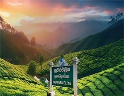 Kandy to Nuwara Eliya Day Tour