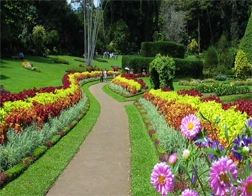 Kandy to Royal Botanical Gardens Peradeniya Day Tour