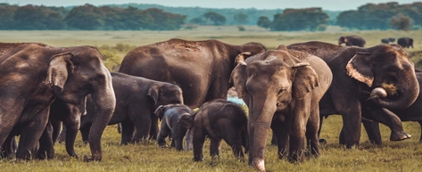 Kaudulla National Park