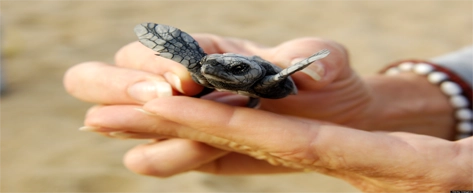 Kosgoda Sea Turtle Conservation Project