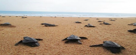 Kosgoda Sea Turtle Hatchery