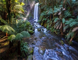 Kosgoda to Sinharaja Rainforest Day Tour