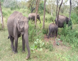 Kosgoda to Udawalawe National Park & Ella Day Tour