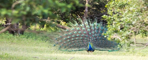 Lahugala National Park (Optional Stop)