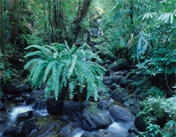 Madiha to Sinharaja Rainforest Day Tour