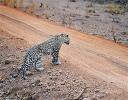 Madiha to Udawalawe National Park Day Tour