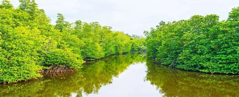 Madu River Boat Safari – Balapitiya
