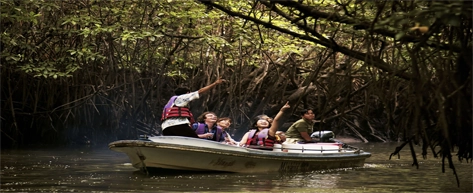 Mangrove Forest Lagoon Safari