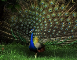 Matara to Udawalawe National Park Day Tour